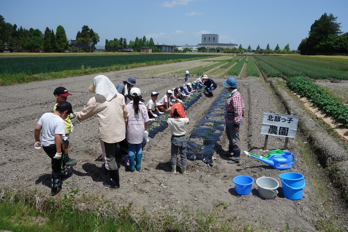 サツマイモ苗植え